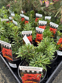 Bottlebrush ‘Matthew Flinders’ (Callistemon) - Ladybird Nursery