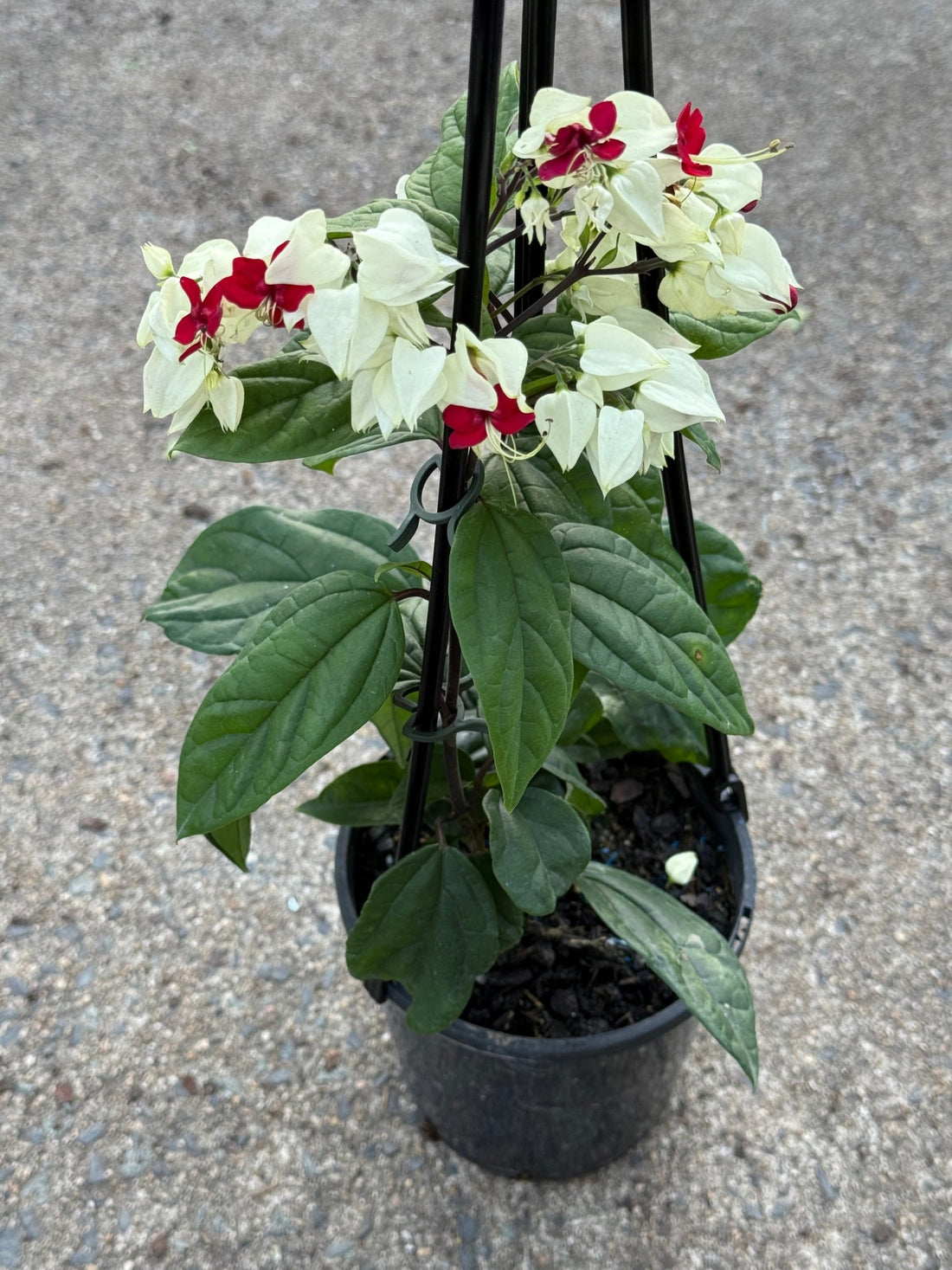 Bleeding Heart (Clerodendrum thomsoniae) - Ladybird Nursery