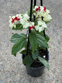 Bleeding Heart (Clerodendrum thomsoniae) - Ladybird Nursery