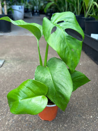 Monstera 'Uno' (Monstera Hybrid) - Ladybird Nursery