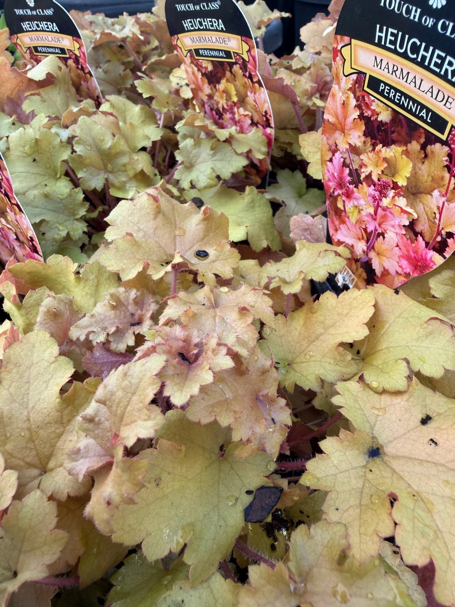 Heuchera 'Marmalade' - Ladybird Nursery