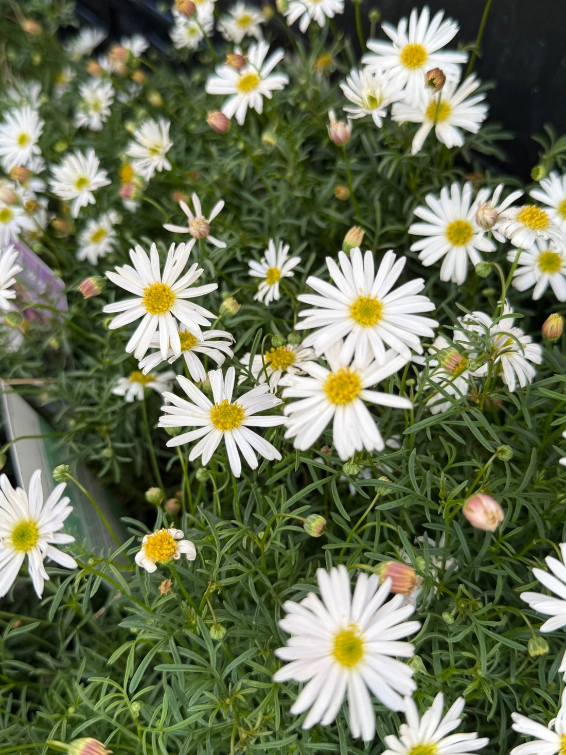 Cut-leaf Daisy 'Surdaisy White' (Brachyscome multifida) - Ladybird Nursery
