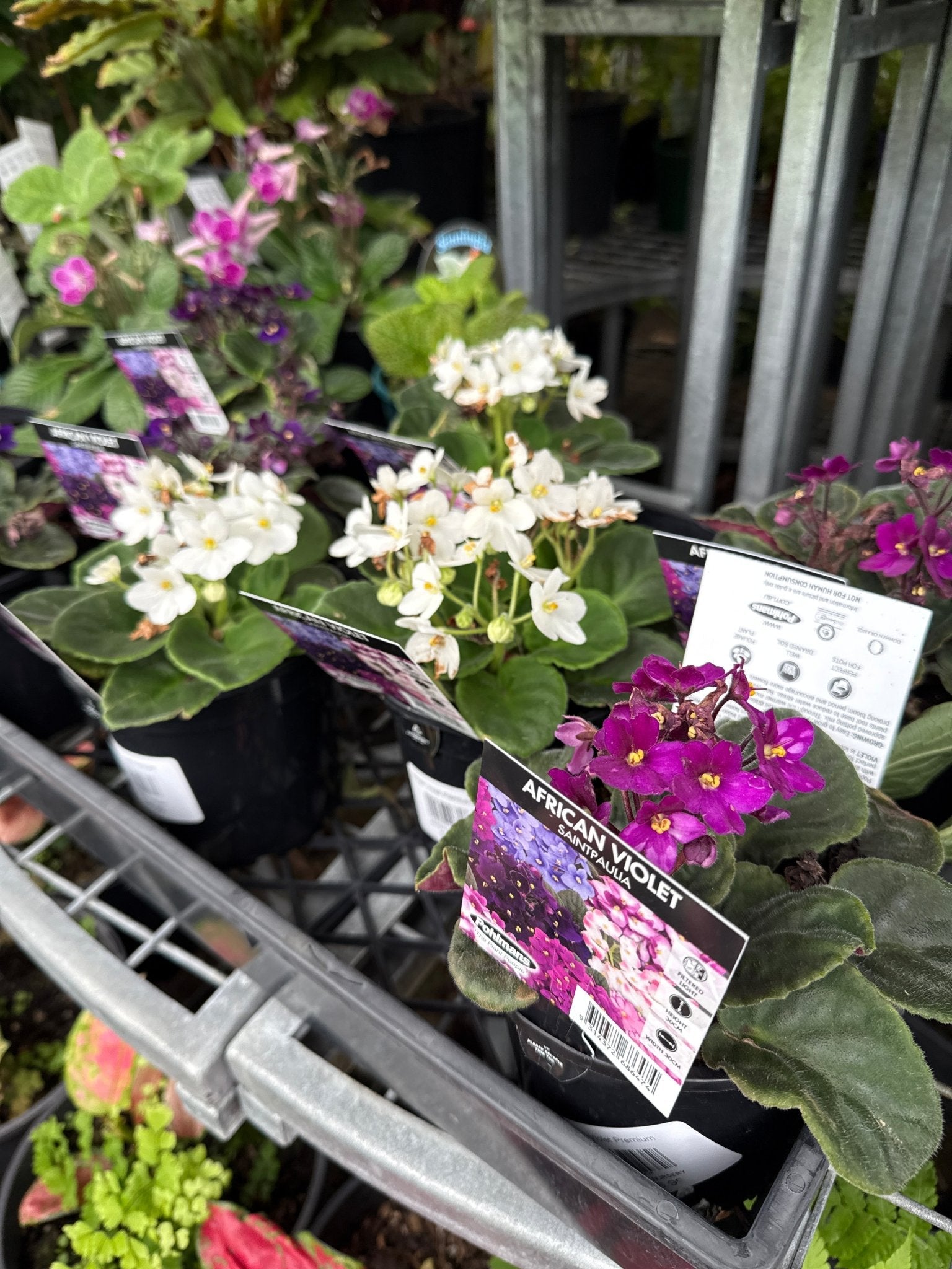 African Violet (Saintpaulia Spp.) Assorted - Ladybird Nursery