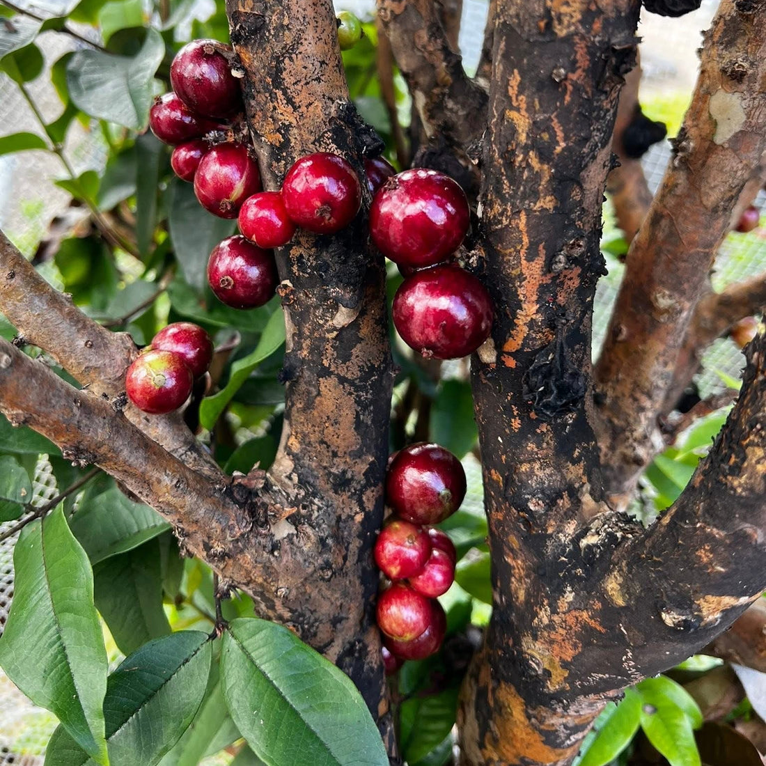 Dwarf Jaboticaba 'Scarlet' - Ladybird Nursery