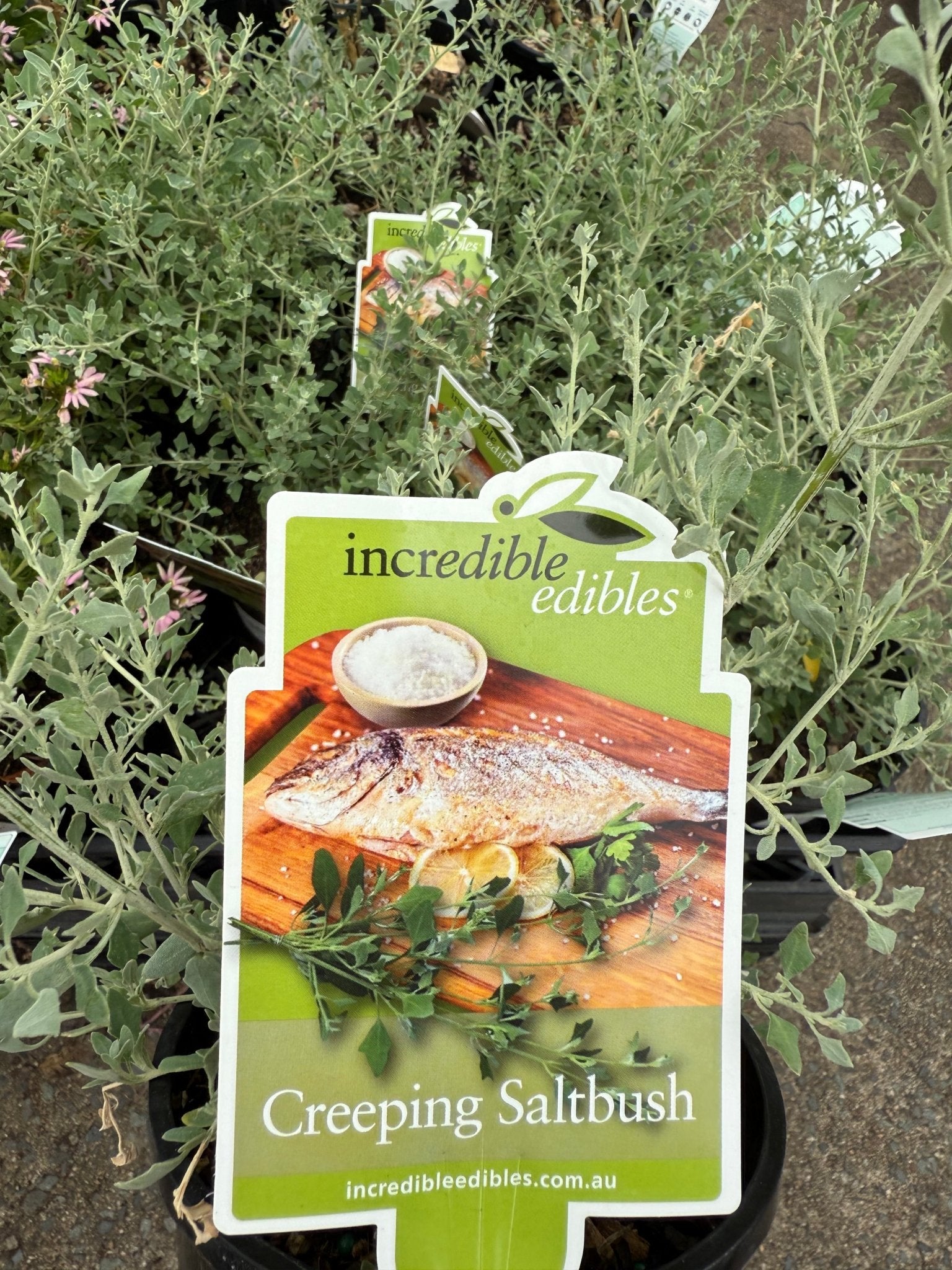 Creeping Saltbush (Rhagodia spinescens) - Ladybird Nursery