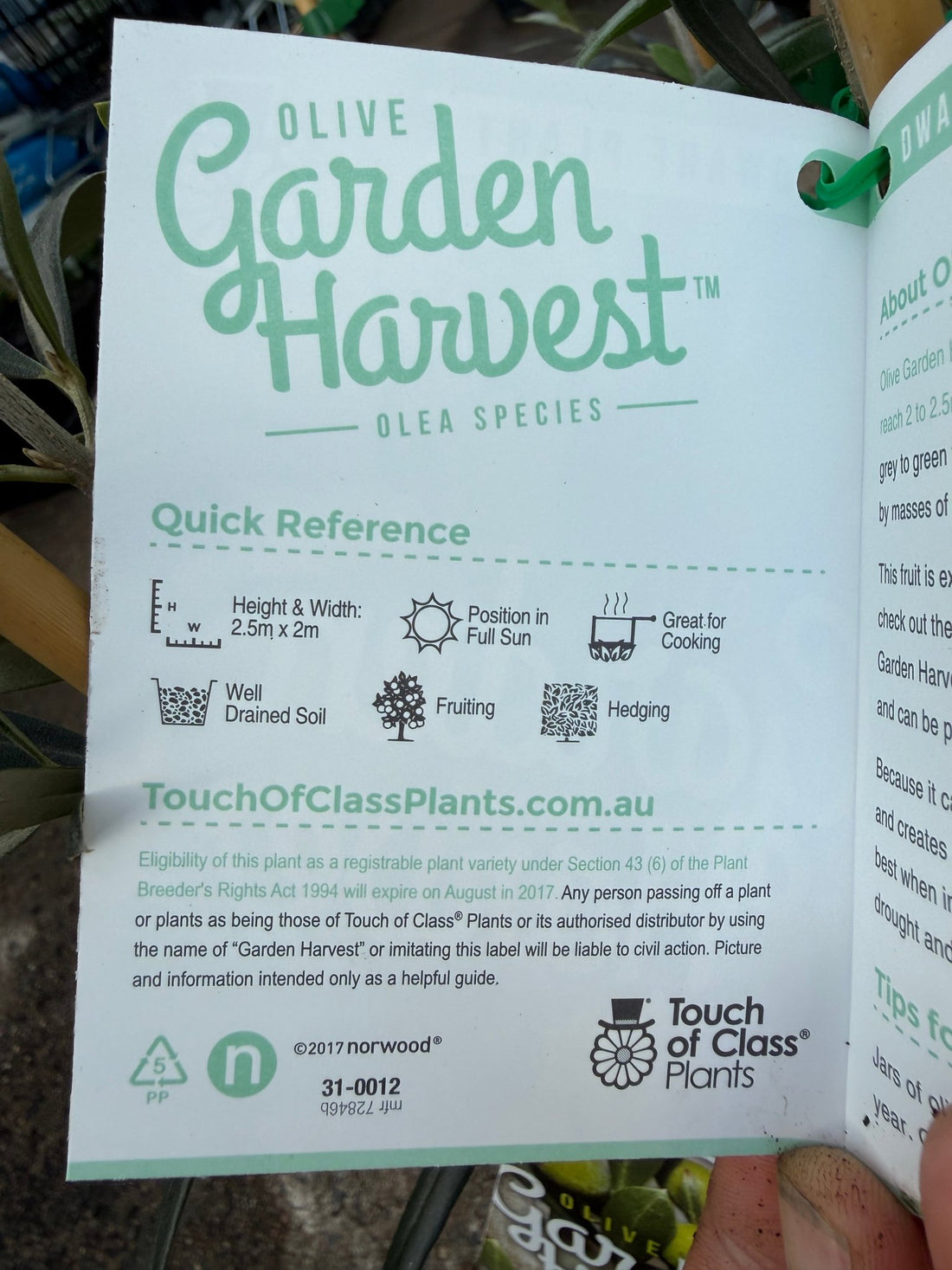 Dwarf Olive 'Garden Harvest' - Ladybird Nursery
