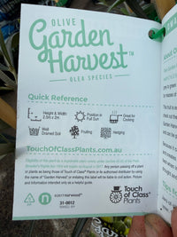 Dwarf Olive 'Garden Harvest' - Ladybird Nursery
