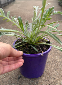 Gazania rigens 'Talent Mix' - Ladybird Nursery