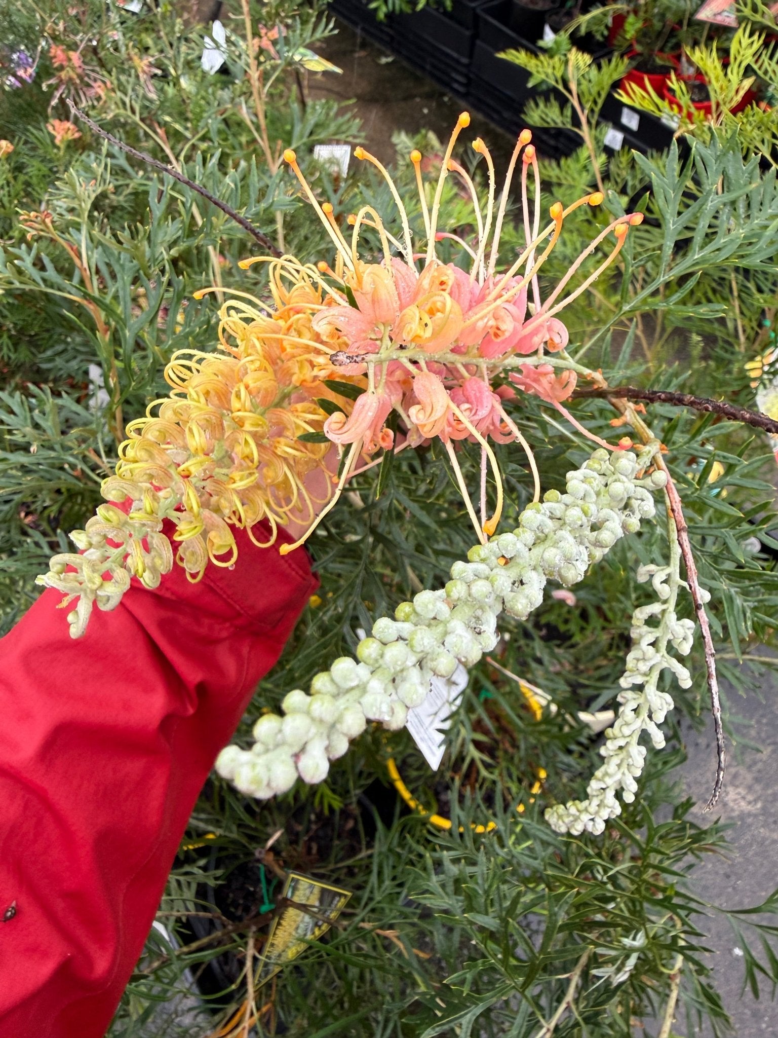 Grevillea Lemon Baby - Ladybird Nursery