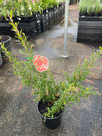 Grevillea 'Lady O' - Large - Ladybird Nursery