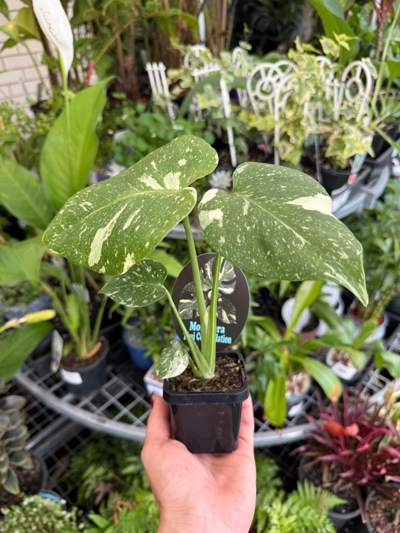 Monstera 'Thai Constellation' - Ladybird Nursery