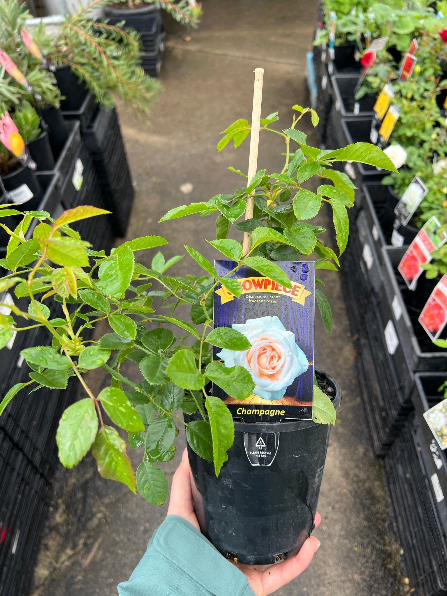 Rose Showpiece™ Champagne (Rosa) - Ladybird Nursery