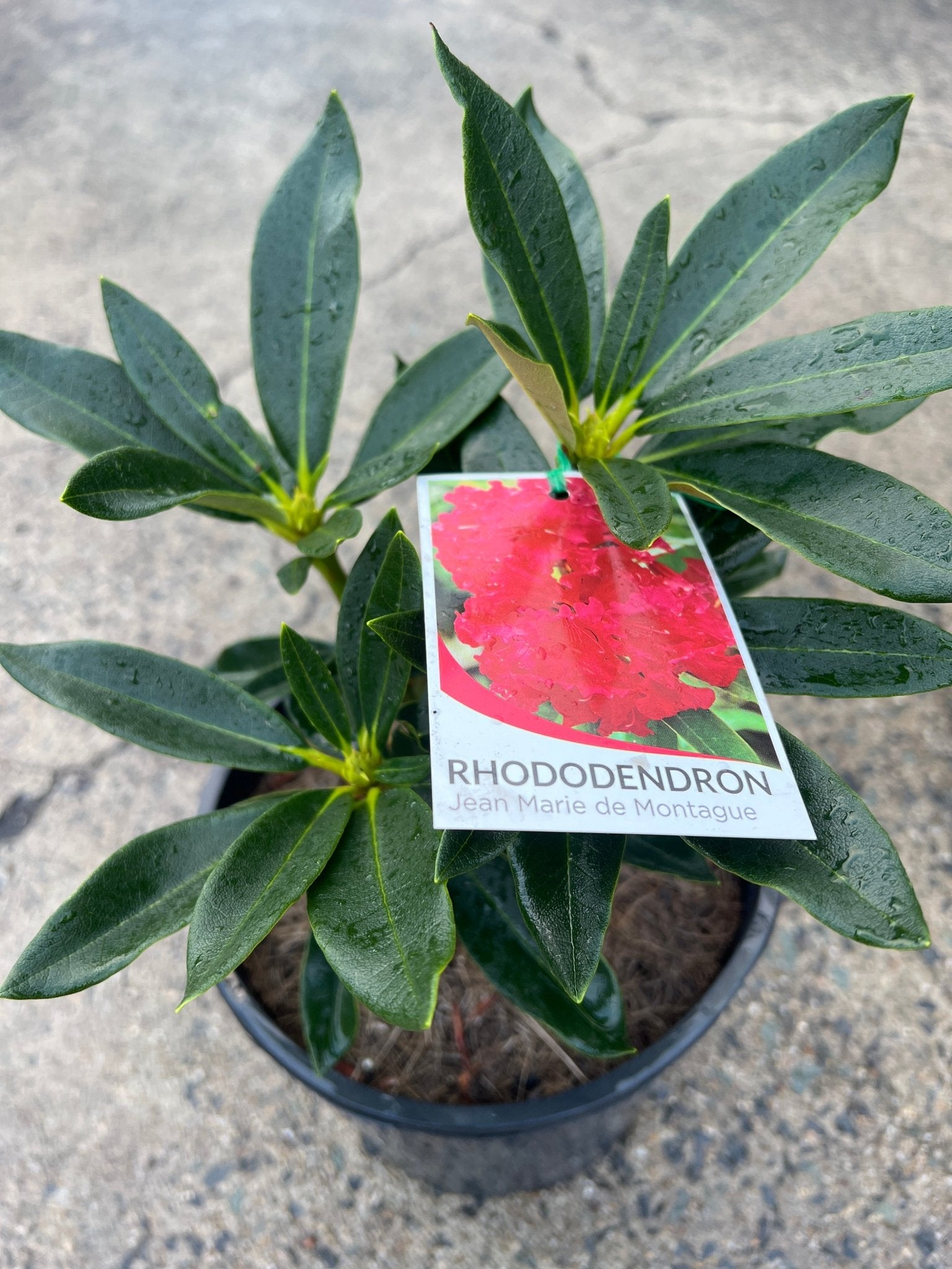 Rhododendron 'Jean Marie de Montague' - Ladybird Nursery