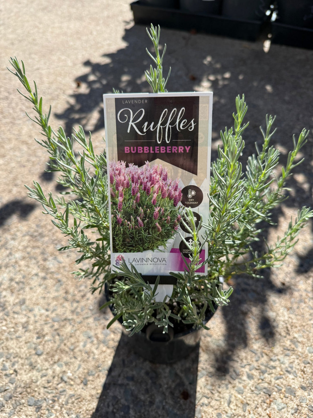 Lavender 'Bubbleberry Ruffles' (Lavandula pedunculata) - Ladybird Nursery
