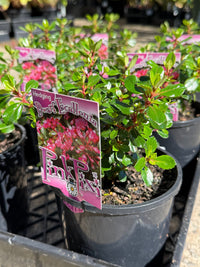 Escallonia 'Pink Pixie' - Ladybird Nursery