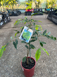 Weeping Lilly Pilly 'Green Avenue' (Waterhousia floribunda) - Ladybird Nursery