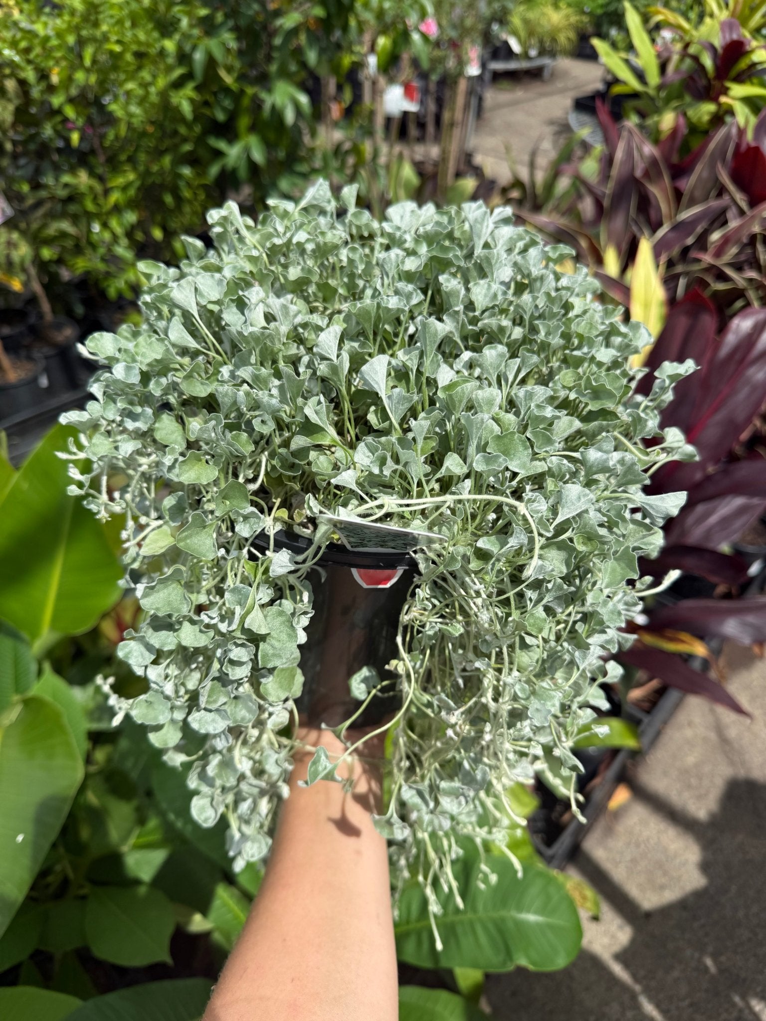 Dichondra ‘Silver Falls’ (Dichondra argentea) 200mm Pot - Ladybird Nursery