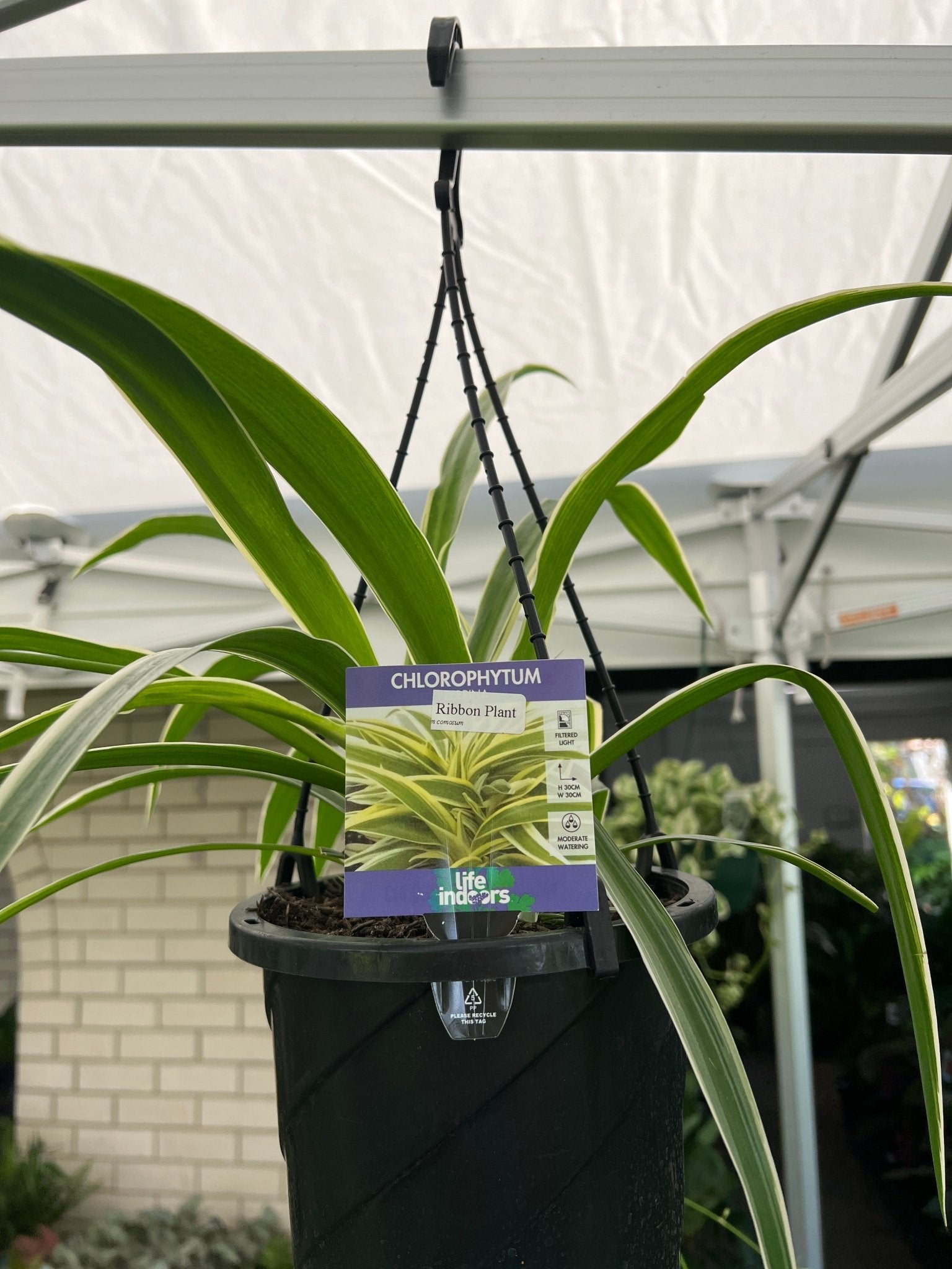 Spider Plant (Chlorophytum) Hanger - Ladybird Nursery