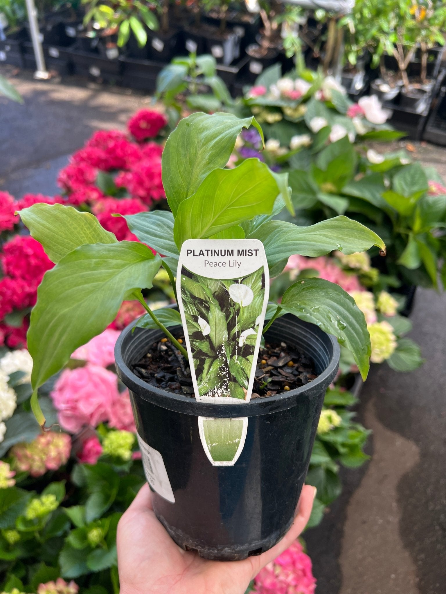 Peace Lily Mist Platinum (Spathiphyllum) - Ladybird Nursery