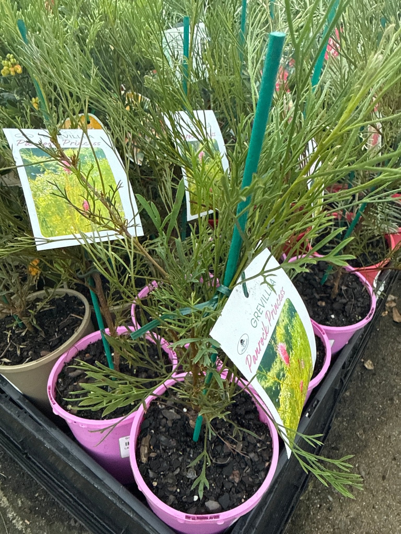 Grevillea 'Panrock Princess' - Ladybird Nursery