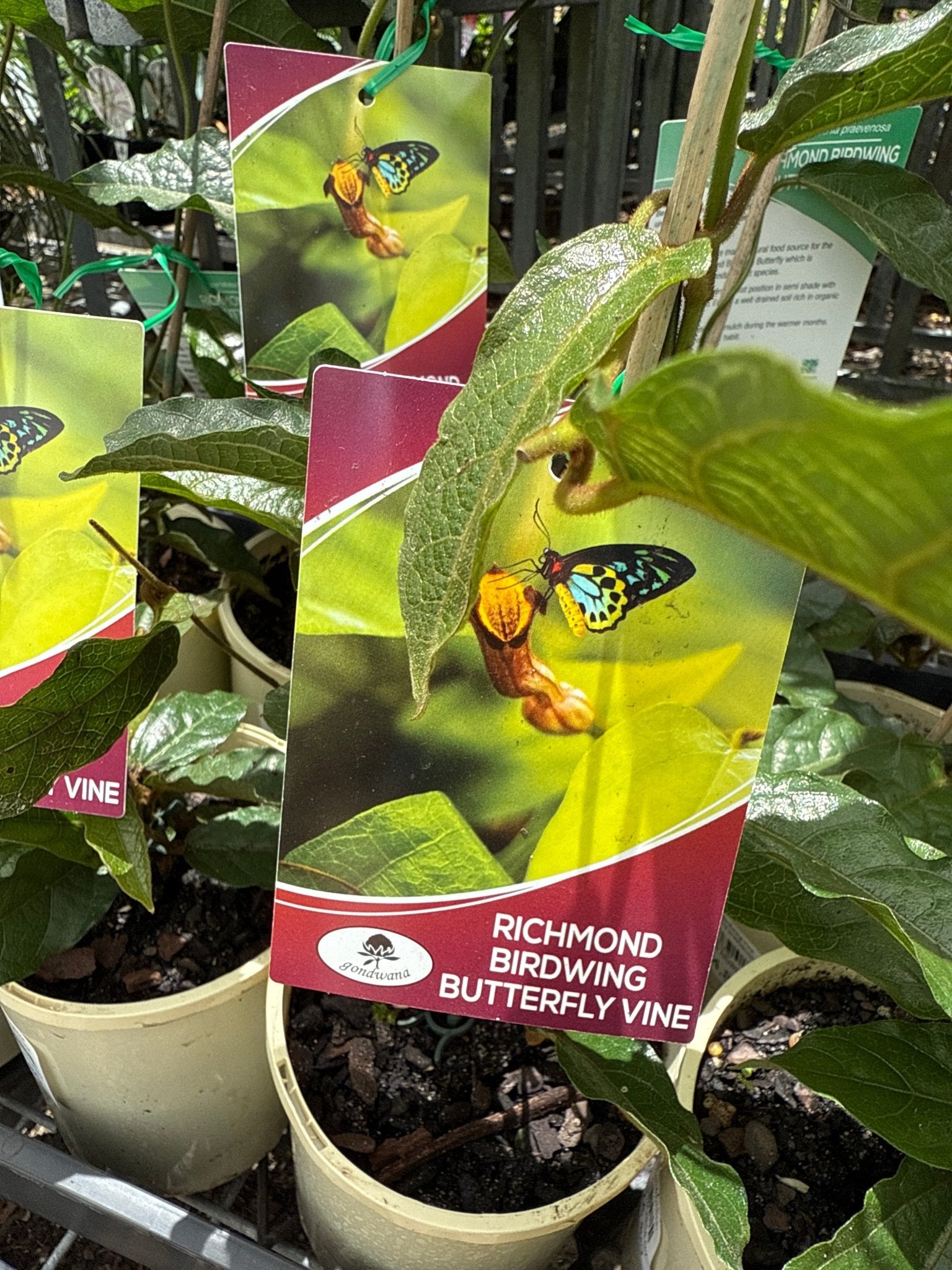 Richmond Birdwing Vine (Pararistolochia praevenosa) - Ladybird Nursery