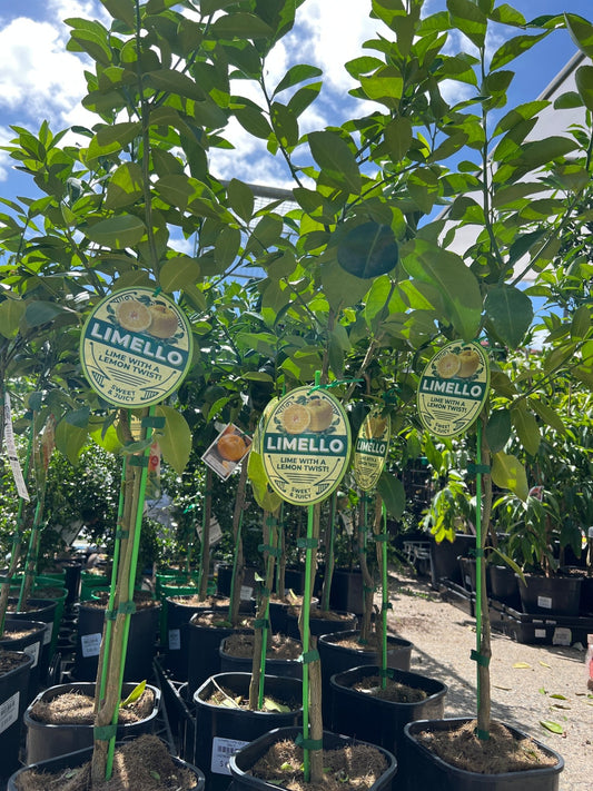 Limetto Lime (QLD ONLY) - Ladybird Nursery