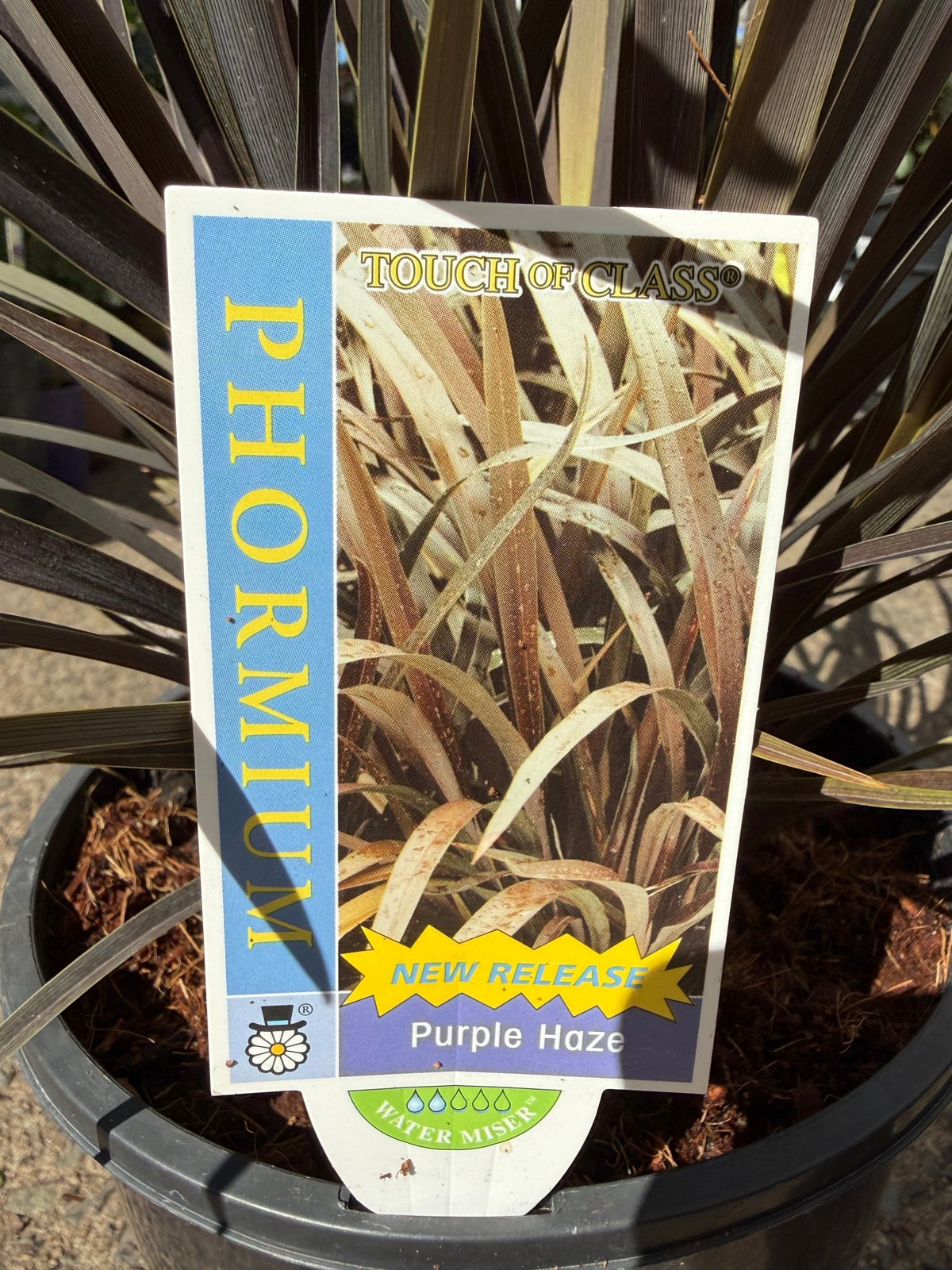 Phormium 'Purple Haze' - Large - Ladybird Nursery
