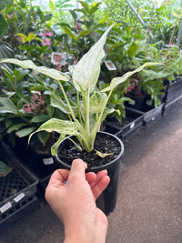 Variegated Elephant Ear ‘Marble White’ (Alocasia cucullata) - Ladybird Nursery