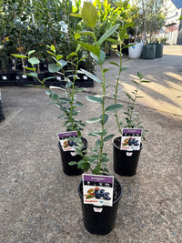 Blueberry Misty - Ladybird Nursery