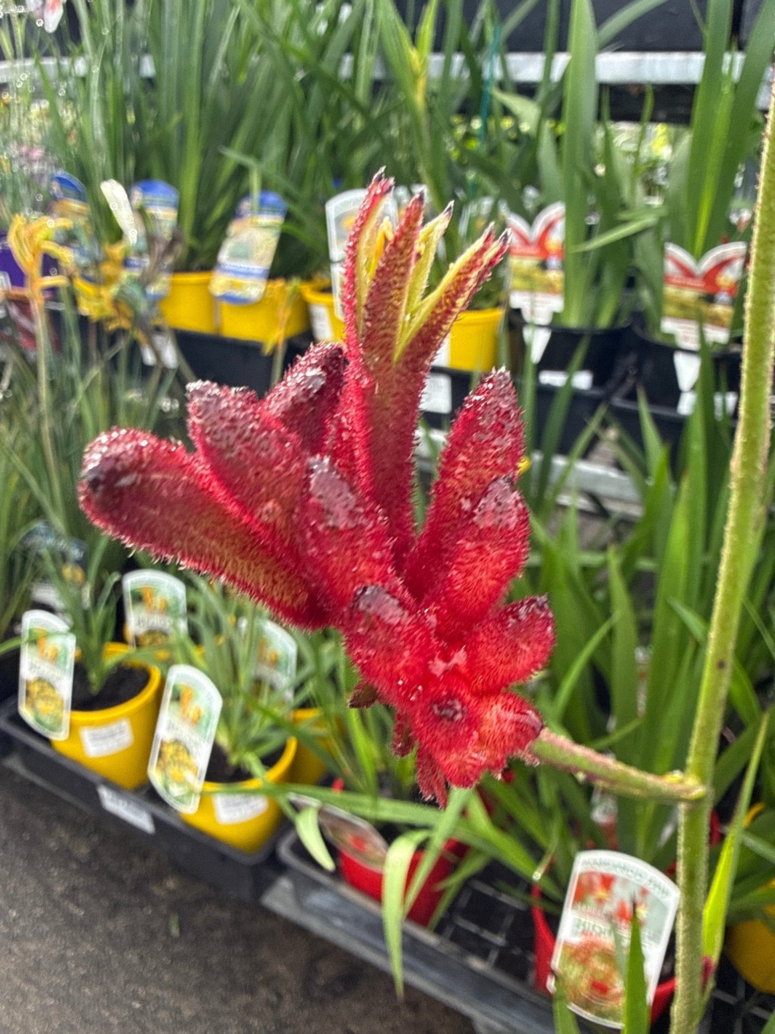 Kangaroo Paw 'Bush Fury' (Anigozanthos) - Ladybird Nursery