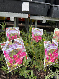 Emu Bush 'Magic Blush' (Eremophila maculata) - Ladybird Nursery