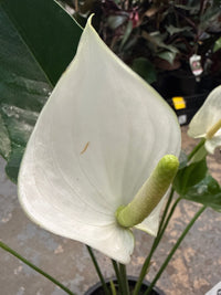 Anthurium 'White Winner' - Ladybird Nursery