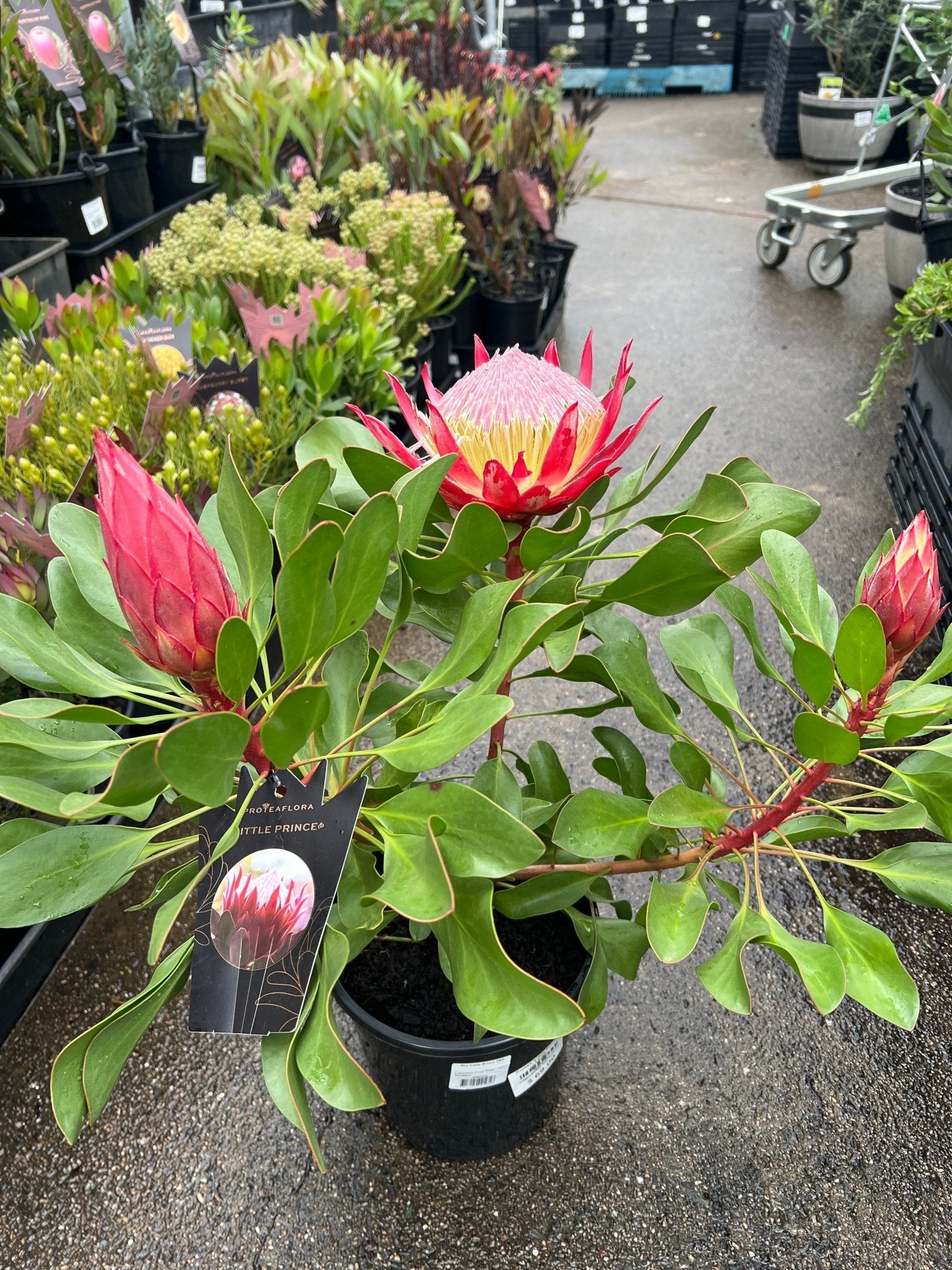 Protea 'Little Prince' - Large - Ladybird Nursery
