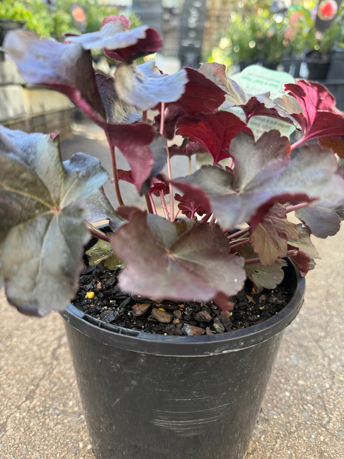 Heuchera ‘Obsidian’ - Ladybird Nursery
