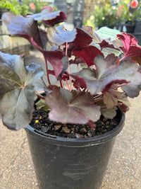 Heuchera ‘Obsidian’ - Ladybird Nursery