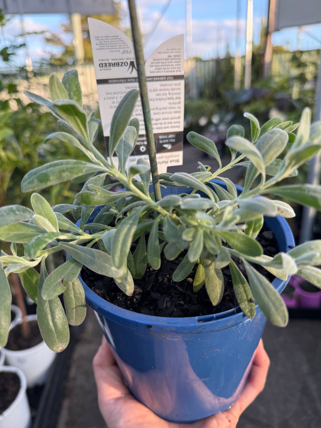 Emu Bush ‘Blue Horizon™’ (Eremophila glabra) groundcover - Ladybird Nursery