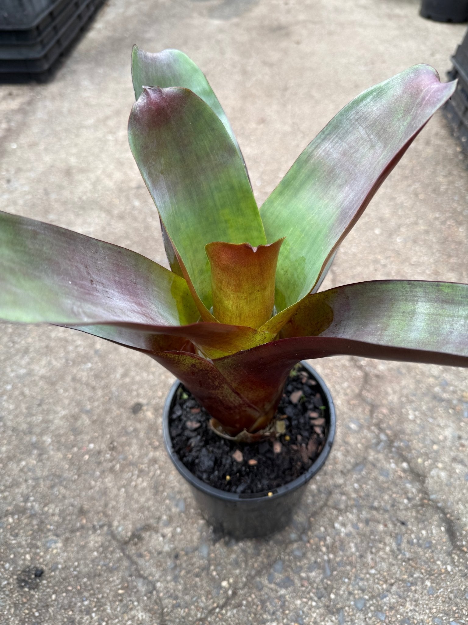 Bromeliad 'Silver Plum' (Alcantarea) - Ladybird Nursery