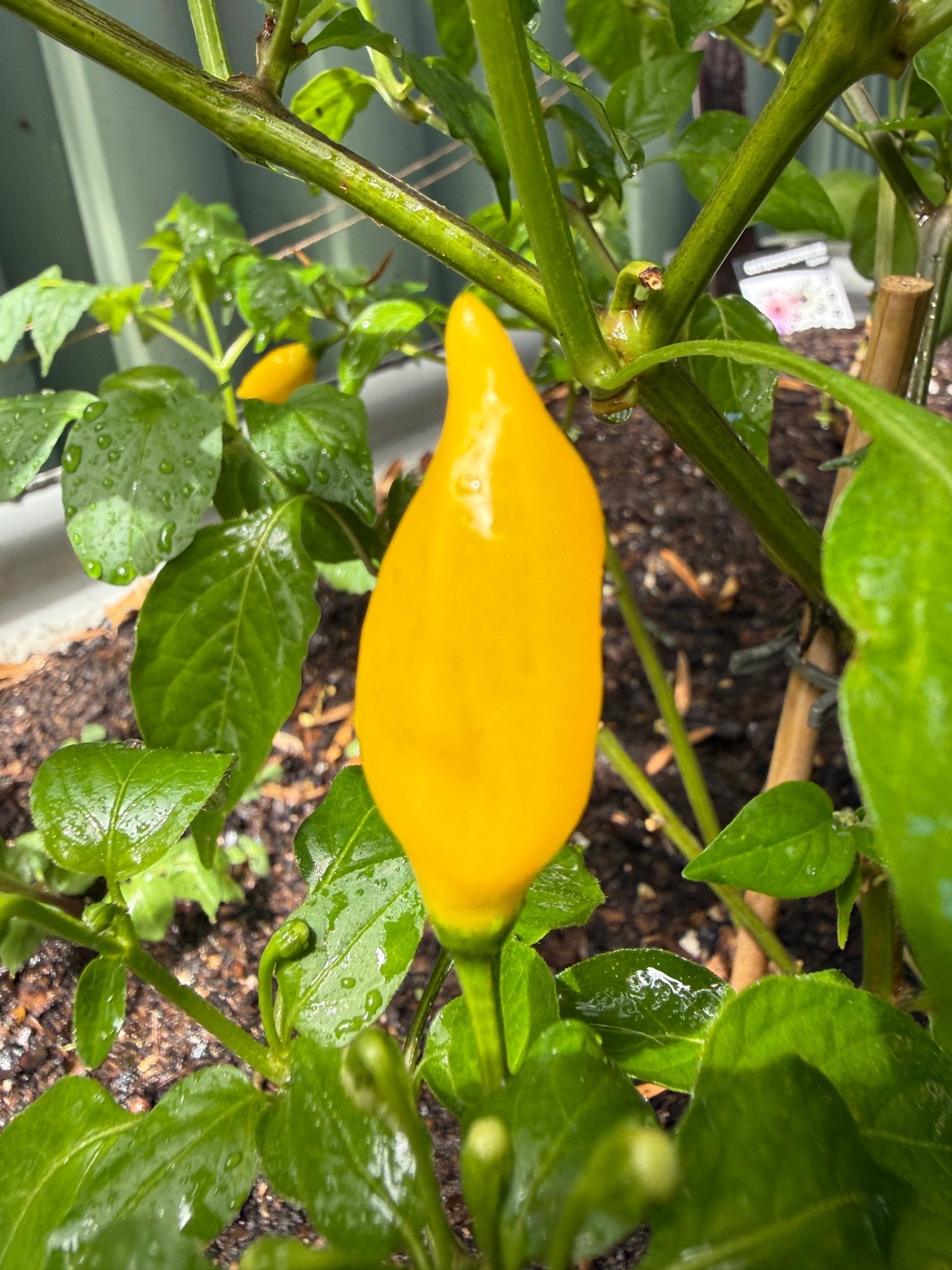Chilli 'Aji Pineapple' - Ladybird Nursery