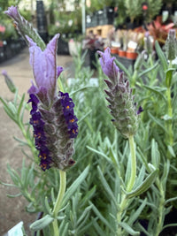 Lavender 'Winter Lace' - Ladybird Nursery