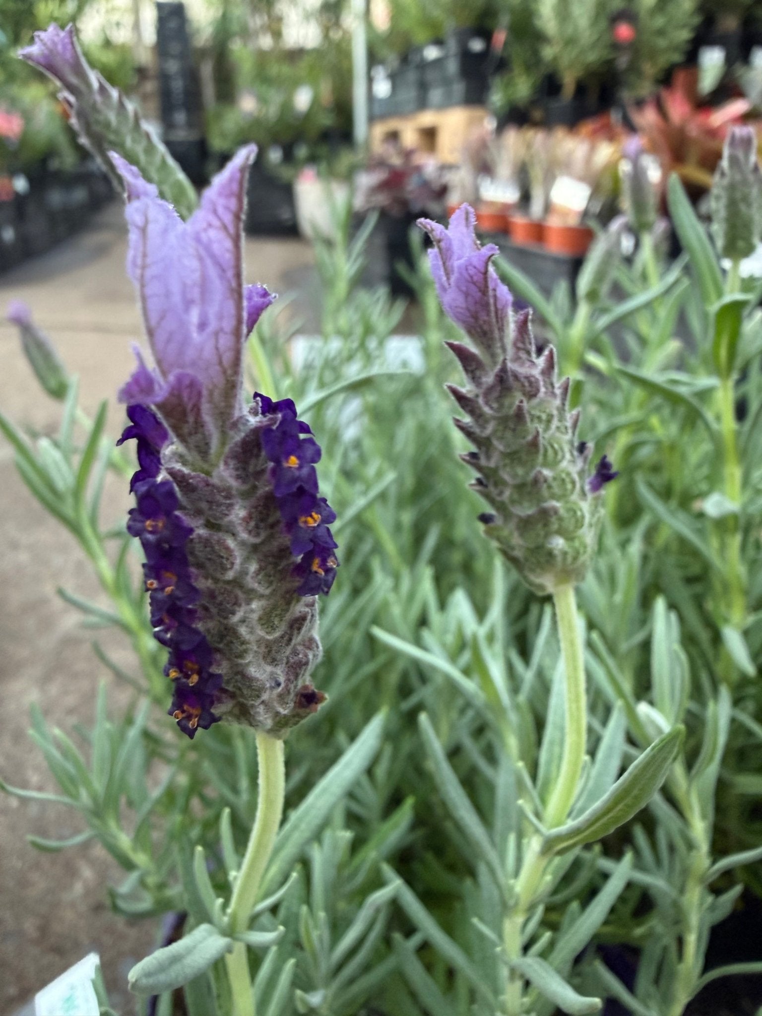 Lavender 'Winter Lace' - Ladybird Nursery