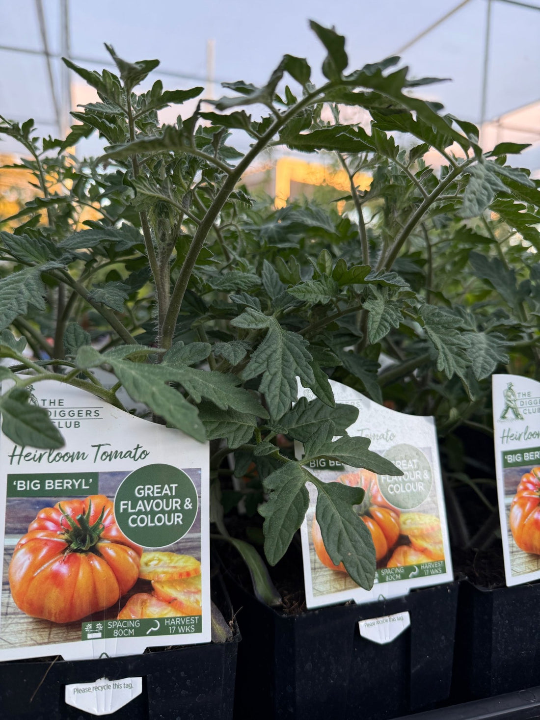 Tomato 'Big Berryl' - Ladybird Nursery