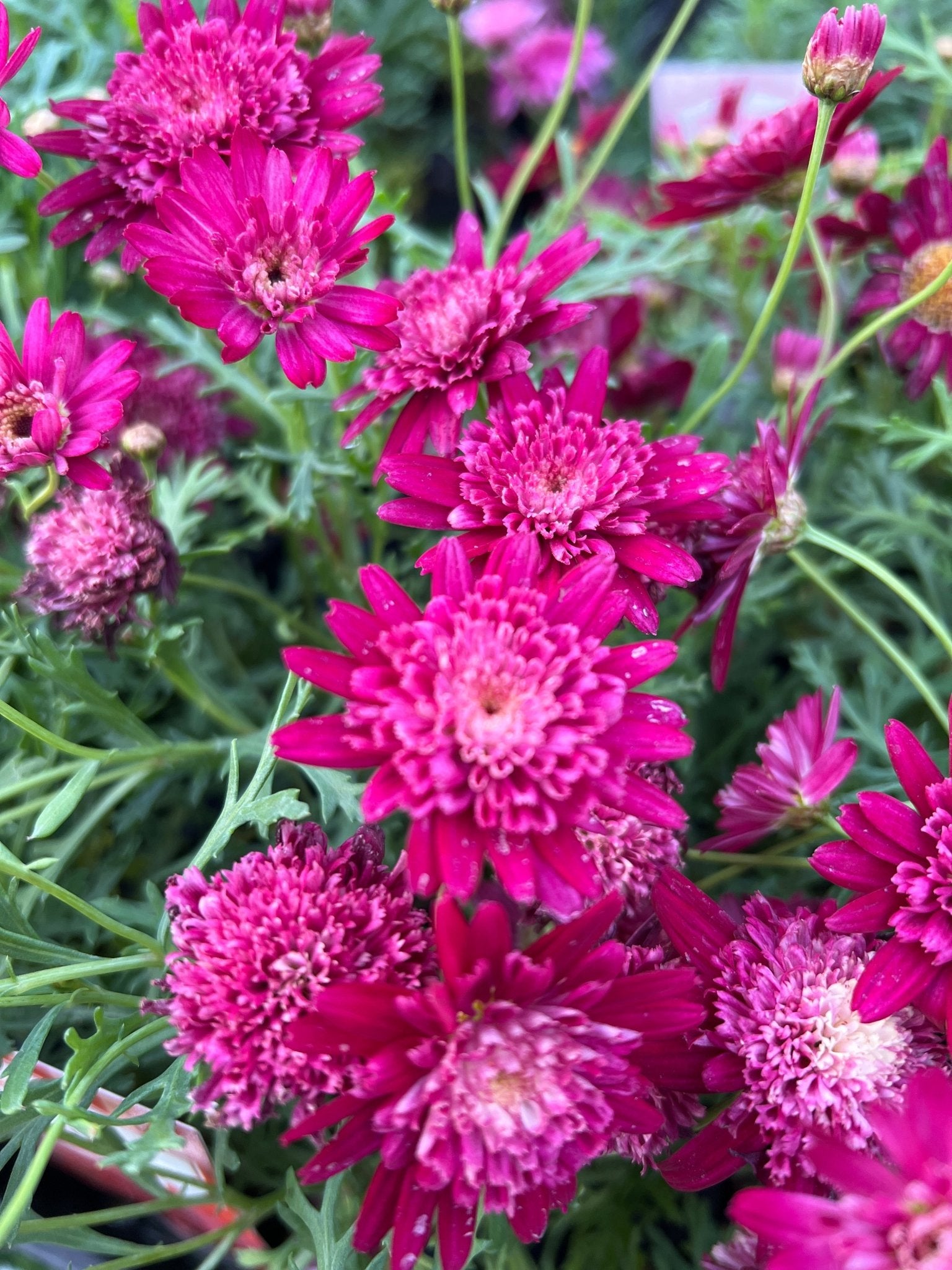 Daisy 'Ruby Queen' (Argyranthemum) - Ladybird Nursery