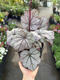 Heuchera 'Sugar Plum' - Ladybird Nursery