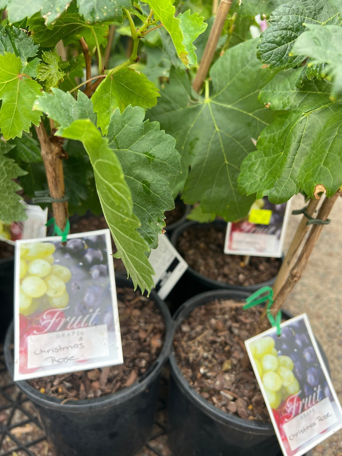 Grapevine 'Christmas Rose' (Vitis Vinifera) QLD ONLY - Ladybird Nursery