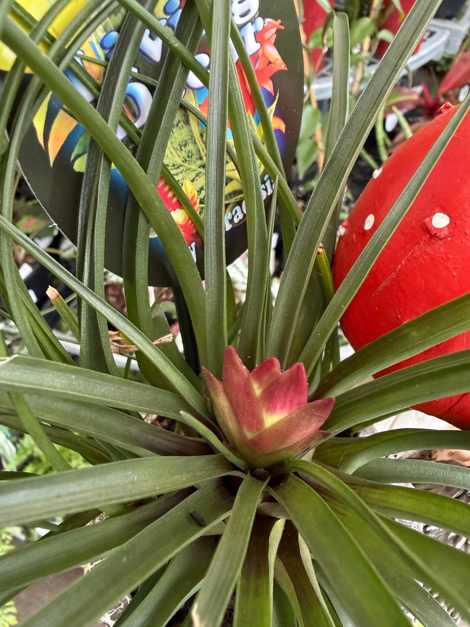 Pink Quill (Tillandsia cyanea) in Mushroom and Log Planter - Ladybird Nursery