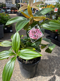 Dwarf Medinilla (Medinilla myriantha) - Ladybird Nursery