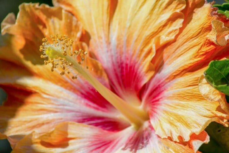 Hibiscus Lady Cilento (Hibiscus rosa - sinensis) - Ladybird Nursery