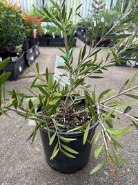 Callistemon 'Purple Cloud' - Large - Ladybird Nursery