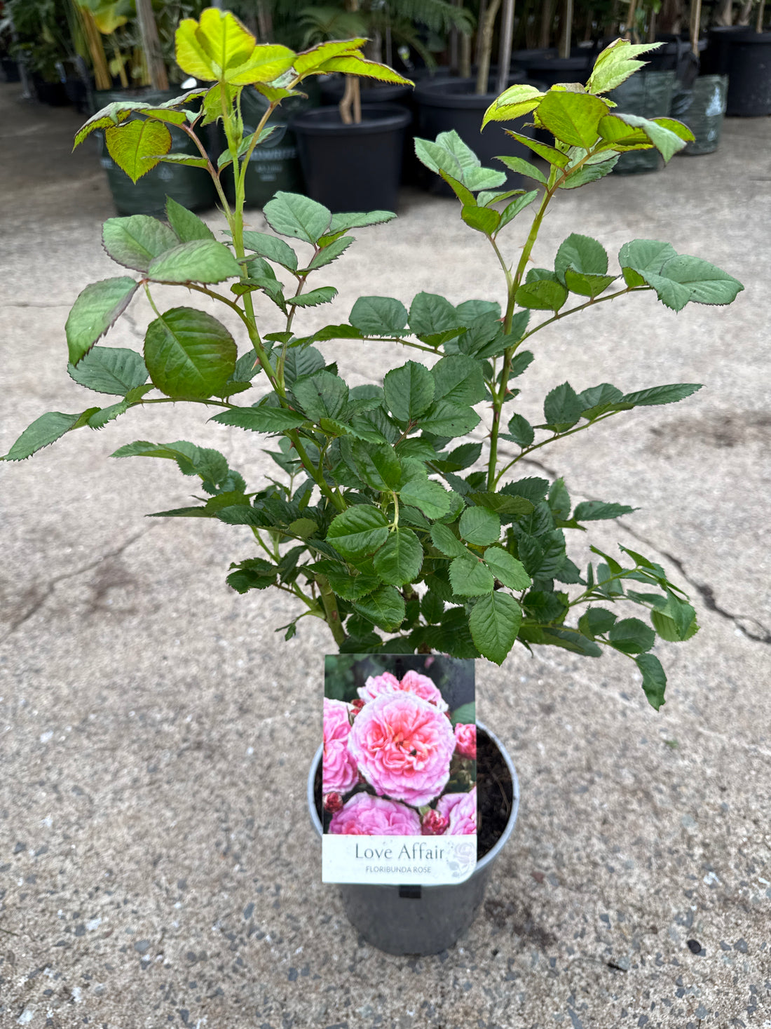Rose 'Love Affair'