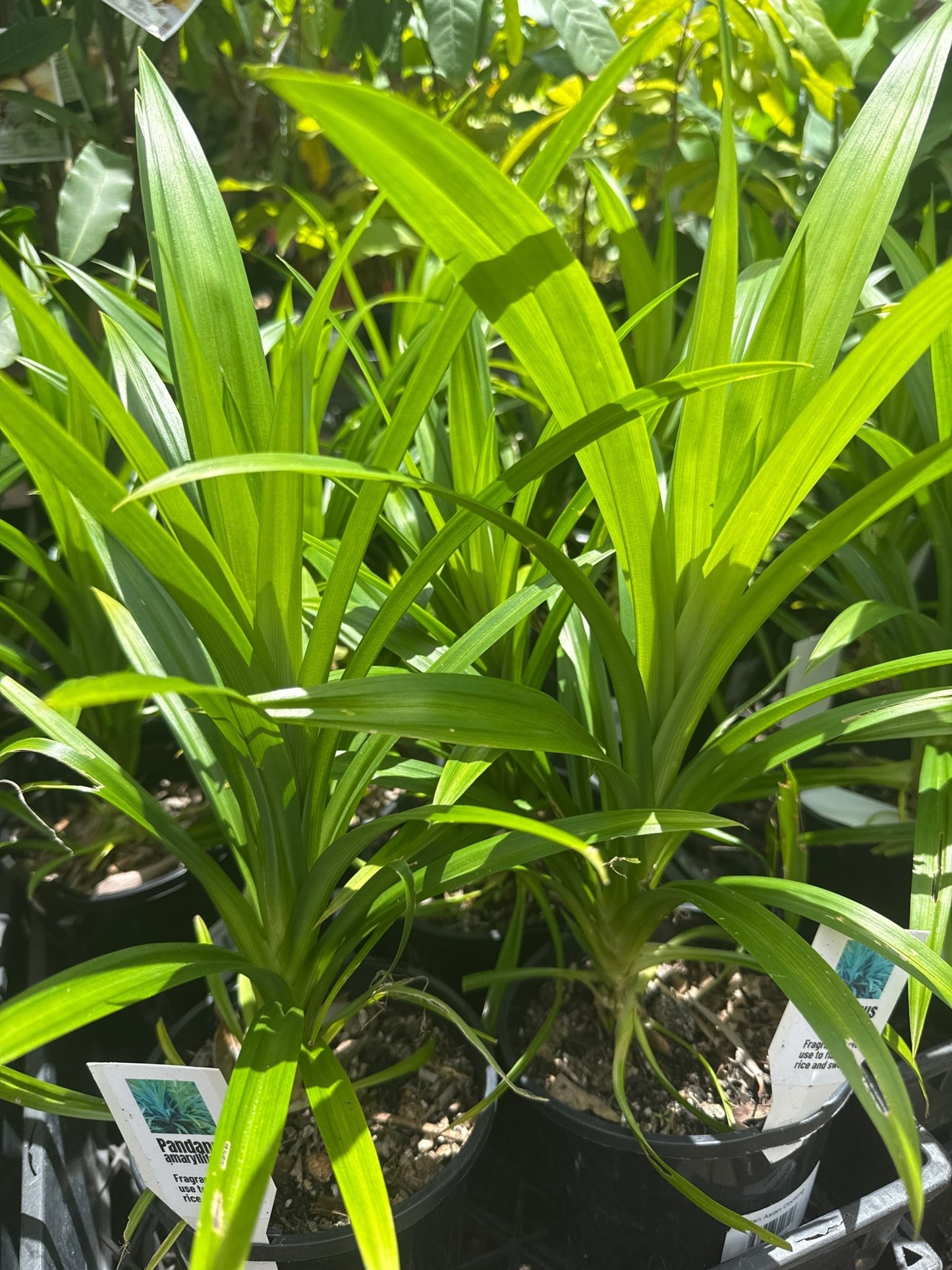 Pandan Edible (Pandanus amaryllifolius) - Ladybird Nursery